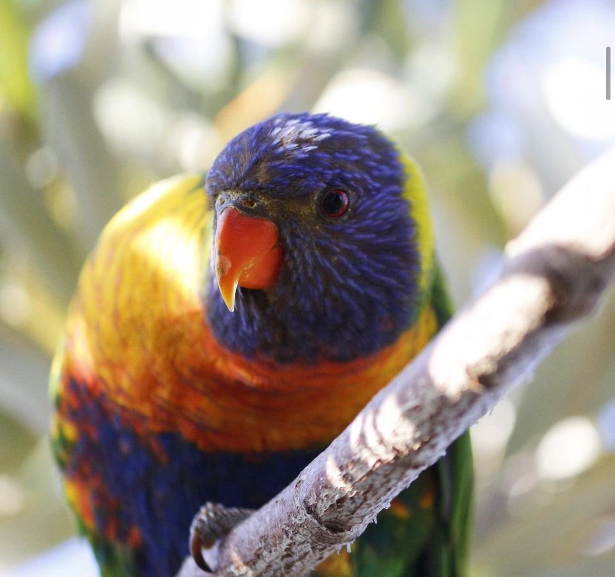 Reinharderdman's tweet image. One of my favorite!
I love their fantastic colours rainbow lorikeet ♥️
#birdslove
#lorikeet
#wildlifephotography
#brisbane
#queensland