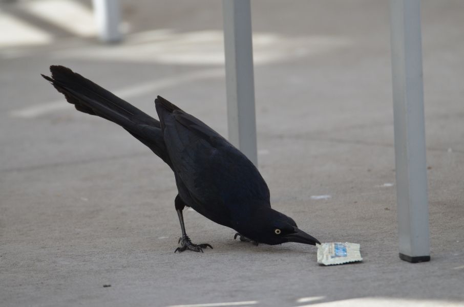 PeerComJournal's tweet image. Now published in Peer Community Journal, #ecology section: Behavioral flexibility is related to foraging, but not social or habitat use behaviors, in a species that is rapidly expanding its range (buff.ly/CBFrLrz)