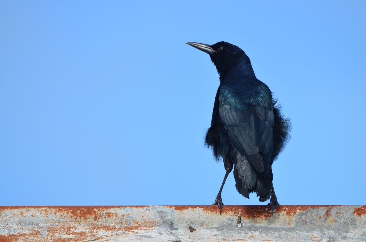 PeerComJournal's tweet image. Now published in Peer Community Journal, #registeredreports section: Behavioral flexibility is similar in two closely related species where only one is rapidly expanding its geographic range 
buff.ly/mvknxQ9