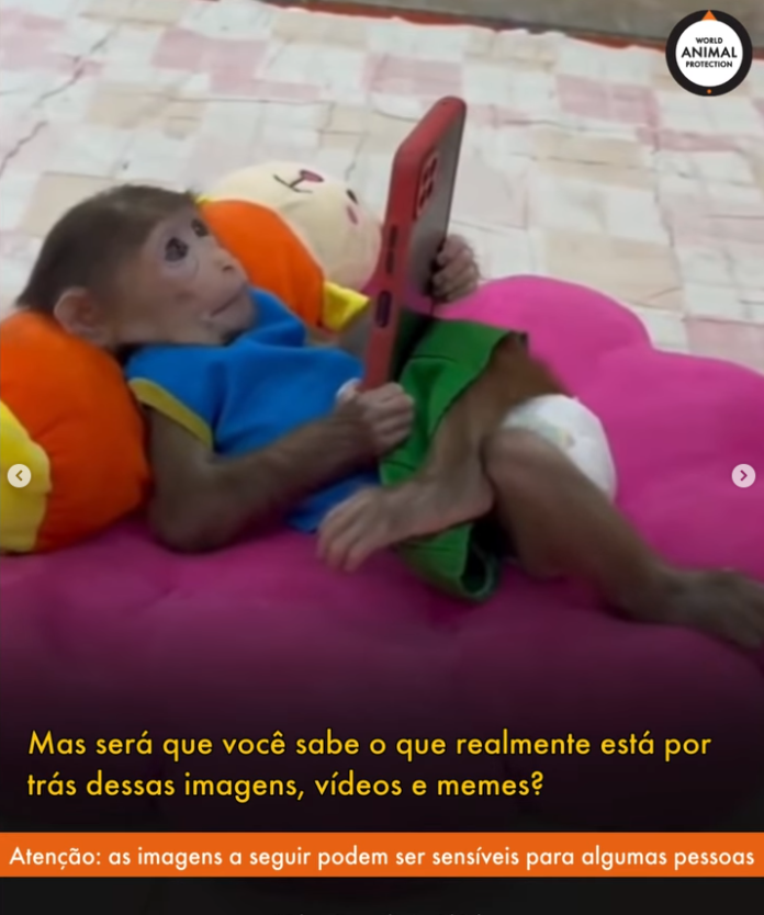 No compartas este tipo de contenido hecho con animales, sabias que son separados de sus madres, usados para este tipo de videos mientras son dóciles de pequeños y cuando crecen y ya no son manejables los usan para videos de torturas y abuso sexual, todo en "granjas" de contenido