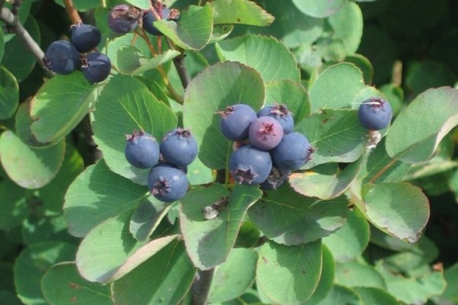 AdrianneCurry's tweet image. It's a lovely 53 degrees in MT. Our summer has def been an "Alaskan" summer this year. Looking to harvest Saskatoon berries to make a jam & pie before the bears come and ravage all my bushes.