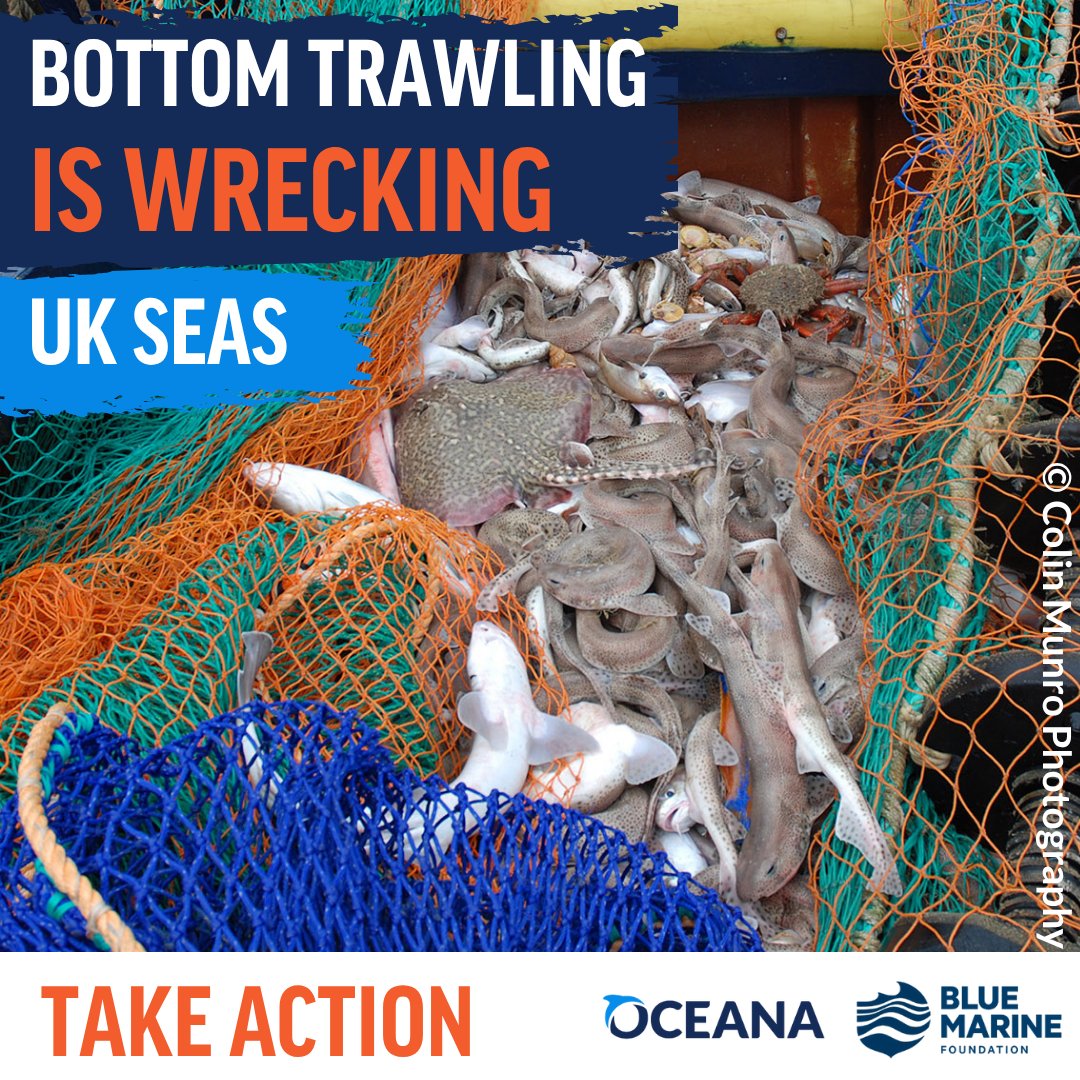 OceanaUK's tweet image. 🚨The UK Govt is asking the public to give their thoughts on whether they should extend bottom trawling bans in 41 English protected areas. 🌊 This is our chance! Use your voice to help kick this wasteful, destructive practice out of ocean havens! 👇
only.one/act/uk-mpa-con…
