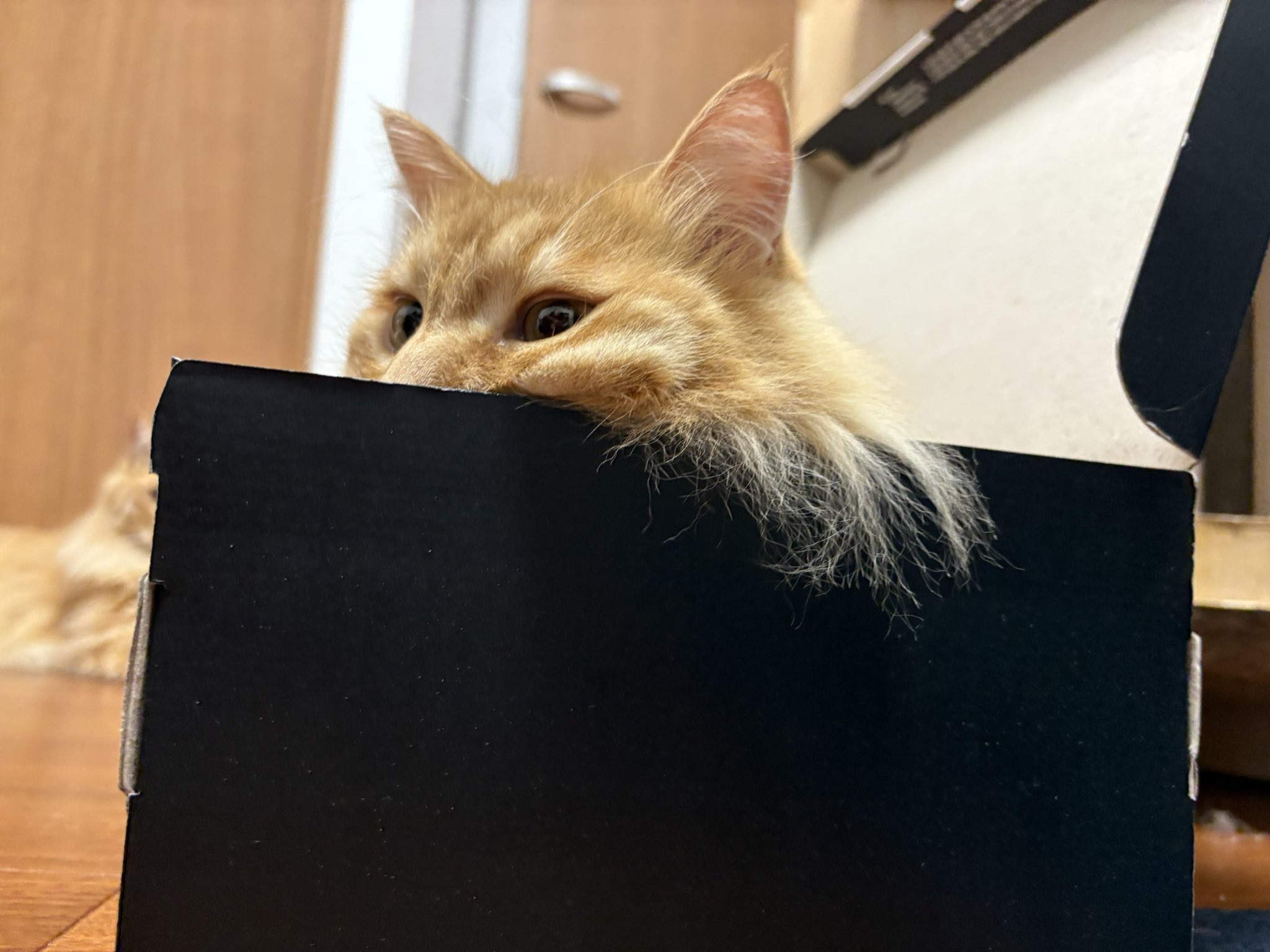 ねこ ウォールライト THAT's Light ザッツライト 通販 LEDライト CAT