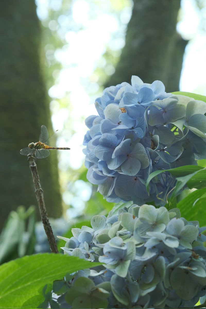 usudon_yama's tweet image. ｵﾔｽﾐﾅｻｲ ˎ₍•ʚ•₎ˏ⸝⋆