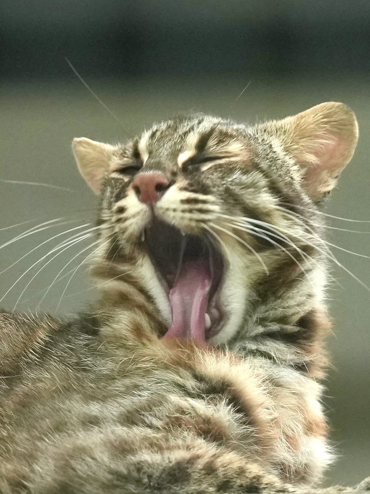 にゃーさんฅプロフ必読さま♡ 巳櫻こん🐍🌸🦊九州弁Vtuber🔰おかげさまで1周年 on X: 