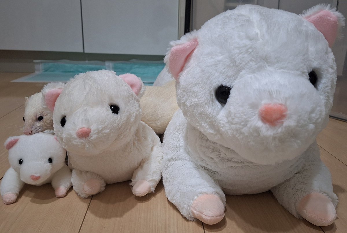 クレーンゲームなんて物心ついた時から片手で数えられるくらいしかやってないだけどさww約6000円で3匹ゲットしてきたww才能ある？wwww
ちびは200円でとれたw