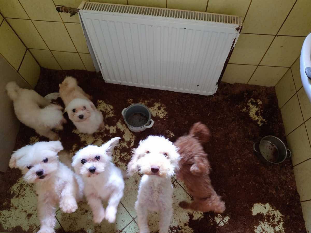 7 lipca br. policjanci z Wydziału do Walki z Przestępczością Gospodarczą Komendy Miejskiej Policji w Krakowie ujawnili proceder m.in. znęcania się nad zwierzętami. 

Ponad 50 czworonogów zabezpieczono i przekazano pod opiekę KTOZ.

krakow.policja.gov.pl/kr1/aktualnosc…