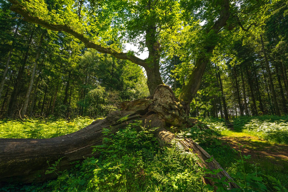 WCL_News's tweet image. Once again, it’s time to vote for the UK’s #TreeOfTheYear 🌳
This year, Woodland Trust is shining a spotlight on trees that are #RootedInCulture
From trees that have inspired poetry, to trees that have appeared in movies⭐
Vote now👇
woodlandtrust.org.uk/trees-woods-an…
📷Lee Cooper