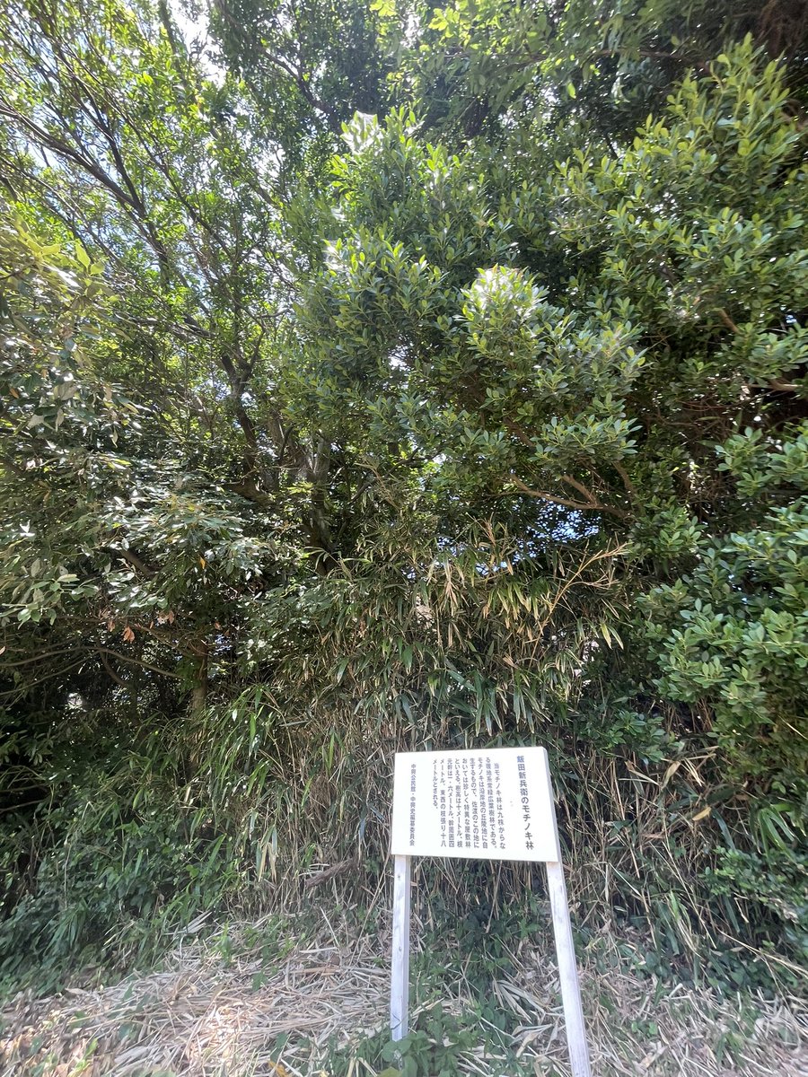 QuattroMugeena's tweet image. 中世に出会うと猛暑なんて脚を妨げるものじゃなくなりますよね。丘陵のキワにあるものを一つ一つ拾おうとしたら、もう先に看板が出来てくれてる!もうこれでこの土地が立ち上がってきますわね。全体的に死生観を感じさせてくれたエリアだったよ。