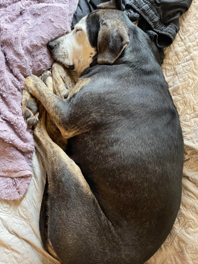 BestinDogs's tweet image. My foster dog had never been indoors before. This is her first nap, on a bed, in a home.