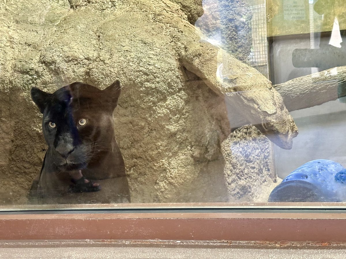 bpgjack's tweet image. 部屋にポリドラムを持ち込んだ犯人はこの人です。

#日本平動物園
#ジャガー
#小梅