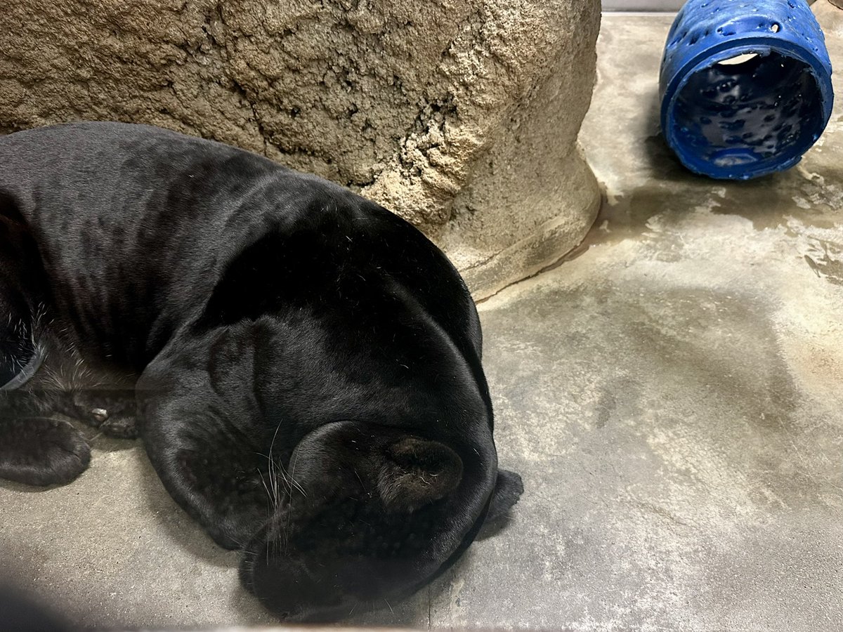 bpgjack's tweet image. 部屋にポリドラムを持ち込んだ犯人はこの人です。

#日本平動物園
#ジャガー
#小梅