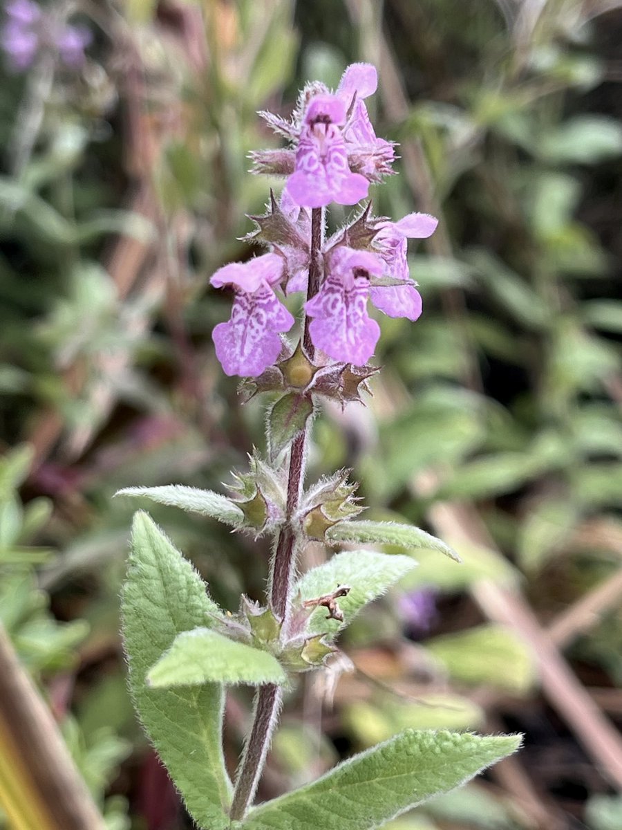 Botany2021's tweet image. Marsh Woundwort growing in amenity planters at a shopping centre in Cornwall today.
Stachys palustris