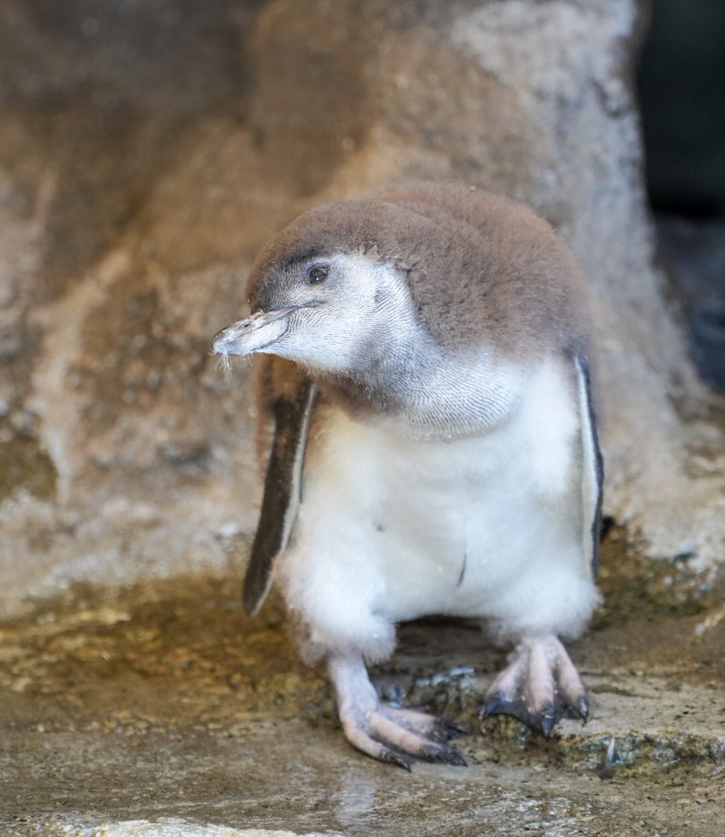 haru3131sui's tweet image. 上目遣いに見えますが威嚇中です

#しながわ水族館
📷2025.06