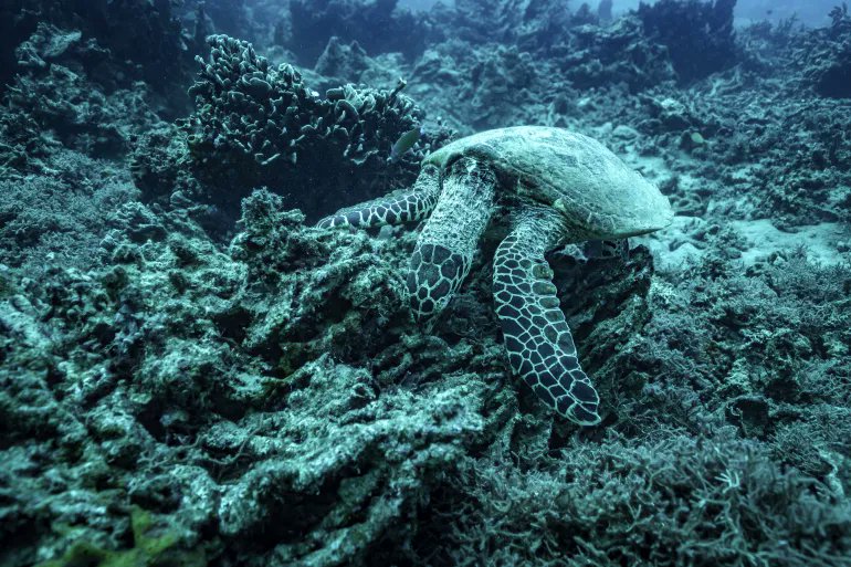 AJEnglish's tweet image. The International Court of Justice (ICJ) is set to hear Vanuatu’s case on climate crisis obligations as the Pacific island nation's reefs are devastated by global warming, cyclones and rising seas.
— in pictures aje.io/la4hla