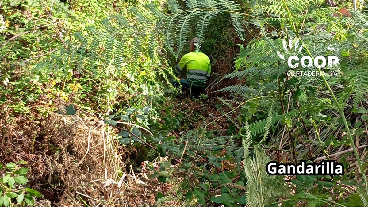 stopcortaderia's tweet image. 🔥 La brigada de SERCA llega a Gandarilla para seguir plantando cara al plumero 💪🌾
Objetivo: cero Cortaderia en esta zona clave cerca de Asturias. ¡La naturaleza se defiende actuando!
📍 Gandarilla es hoy un territorio en recuperación 🍀