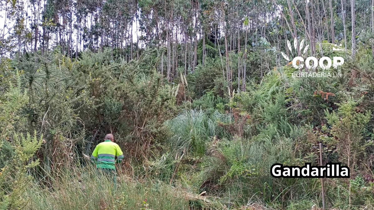 stopcortaderia's tweet image. 🔥 La brigada de SERCA llega a Gandarilla para seguir plantando cara al plumero 💪🌾
Objetivo: cero Cortaderia en esta zona clave cerca de Asturias. ¡La naturaleza se defiende actuando!
📍 Gandarilla es hoy un territorio en recuperación 🍀