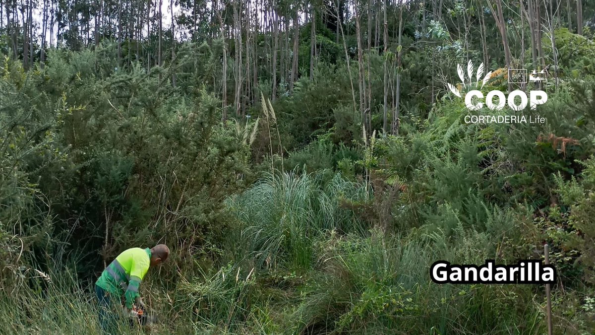 stopcortaderia's tweet image. 🔥 La brigada de SERCA llega a Gandarilla para seguir plantando cara al plumero 💪🌾
Objetivo: cero Cortaderia en esta zona clave cerca de Asturias. ¡La naturaleza se defiende actuando!
📍 Gandarilla es hoy un territorio en recuperación 🍀