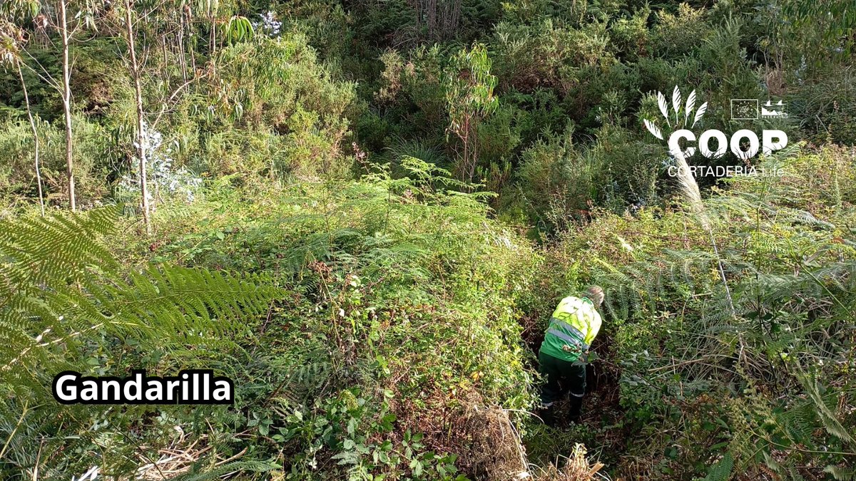 stopcortaderia's tweet image. 🔥 La brigada de SERCA llega a Gandarilla para seguir plantando cara al plumero 💪🌾
Objetivo: cero Cortaderia en esta zona clave cerca de Asturias. ¡La naturaleza se defiende actuando!
📍 Gandarilla es hoy un territorio en recuperación 🍀