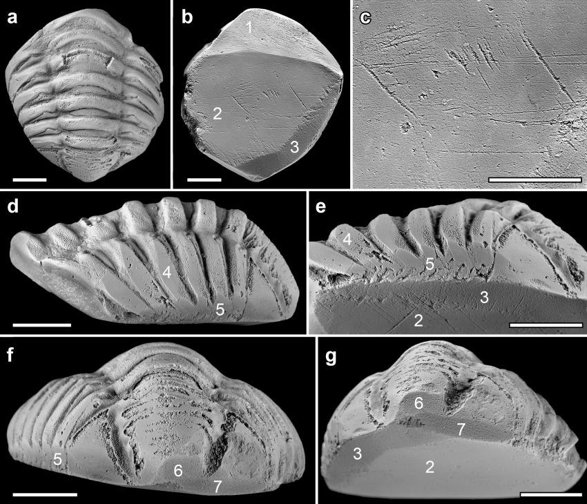 Descubierto el primer fósil de trilobites usado como un amuleto por los romanos ucm.es/primer-fosil-t…