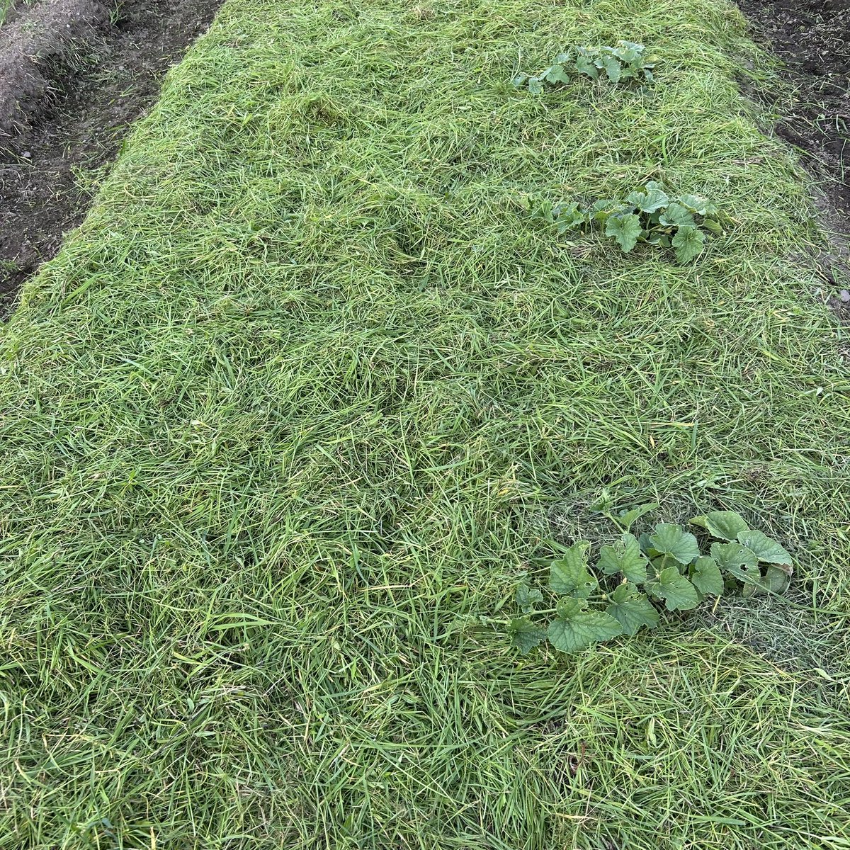 【草マルチ、正解か不正解か。】
マクワウリの畝に、思いきって草マルチ。
草の水分と発酵熱、土を覆う力に少しだけ賭けてみた。
「正解か？不正解か？」
その答えはいつも、野菜が出してくれる。