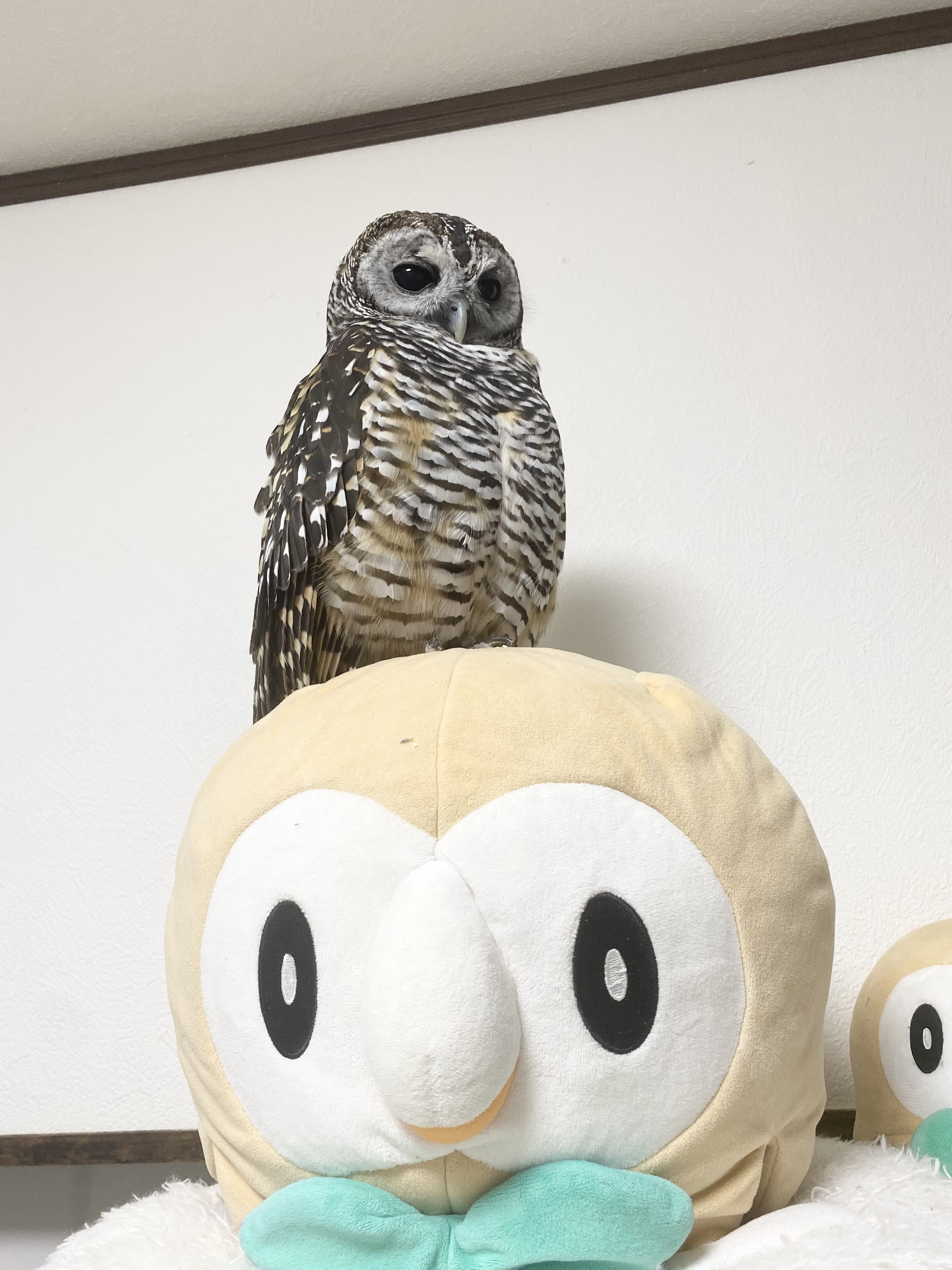 チャコです。 DSC06657.jpg