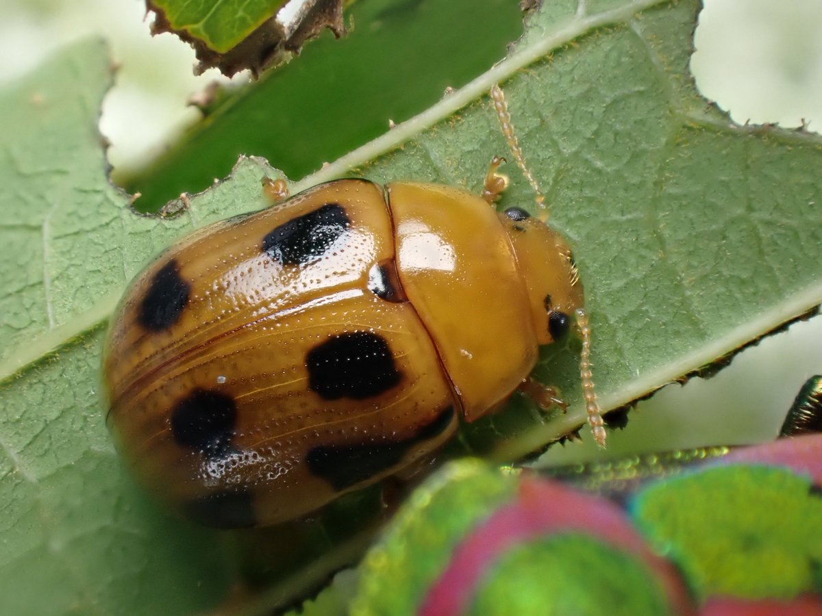DamasterCarabus's tweet image. ヤツボシハムシ
Gonioctena nigroplagiata
🇯🇵 Japan
先程のアカスジキンカメムシのポスト内に写り込んでたハムシはこちら。
このハムシだけたくさん居ました。