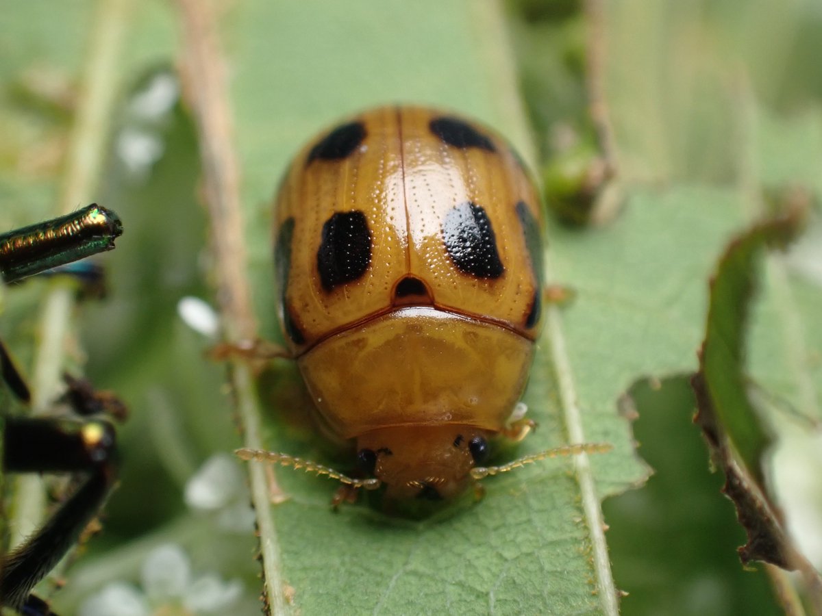DamasterCarabus's tweet image. ヤツボシハムシ
Gonioctena nigroplagiata
🇯🇵 Japan
先程のアカスジキンカメムシのポスト内に写り込んでたハムシはこちら。
このハムシだけたくさん居ました。