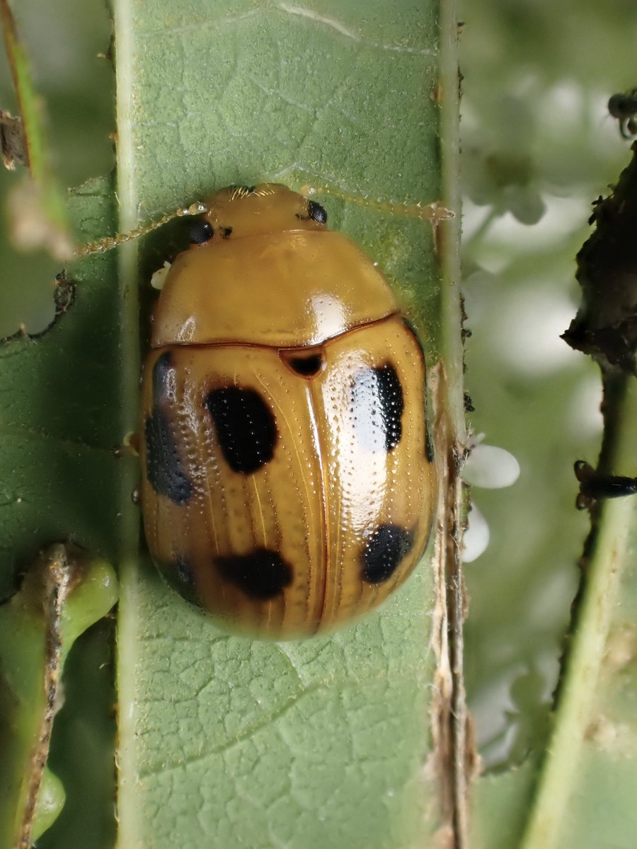 DamasterCarabus's tweet image. ヤツボシハムシ
Gonioctena nigroplagiata
🇯🇵 Japan
先程のアカスジキンカメムシのポスト内に写り込んでたハムシはこちら。
このハムシだけたくさん居ました。