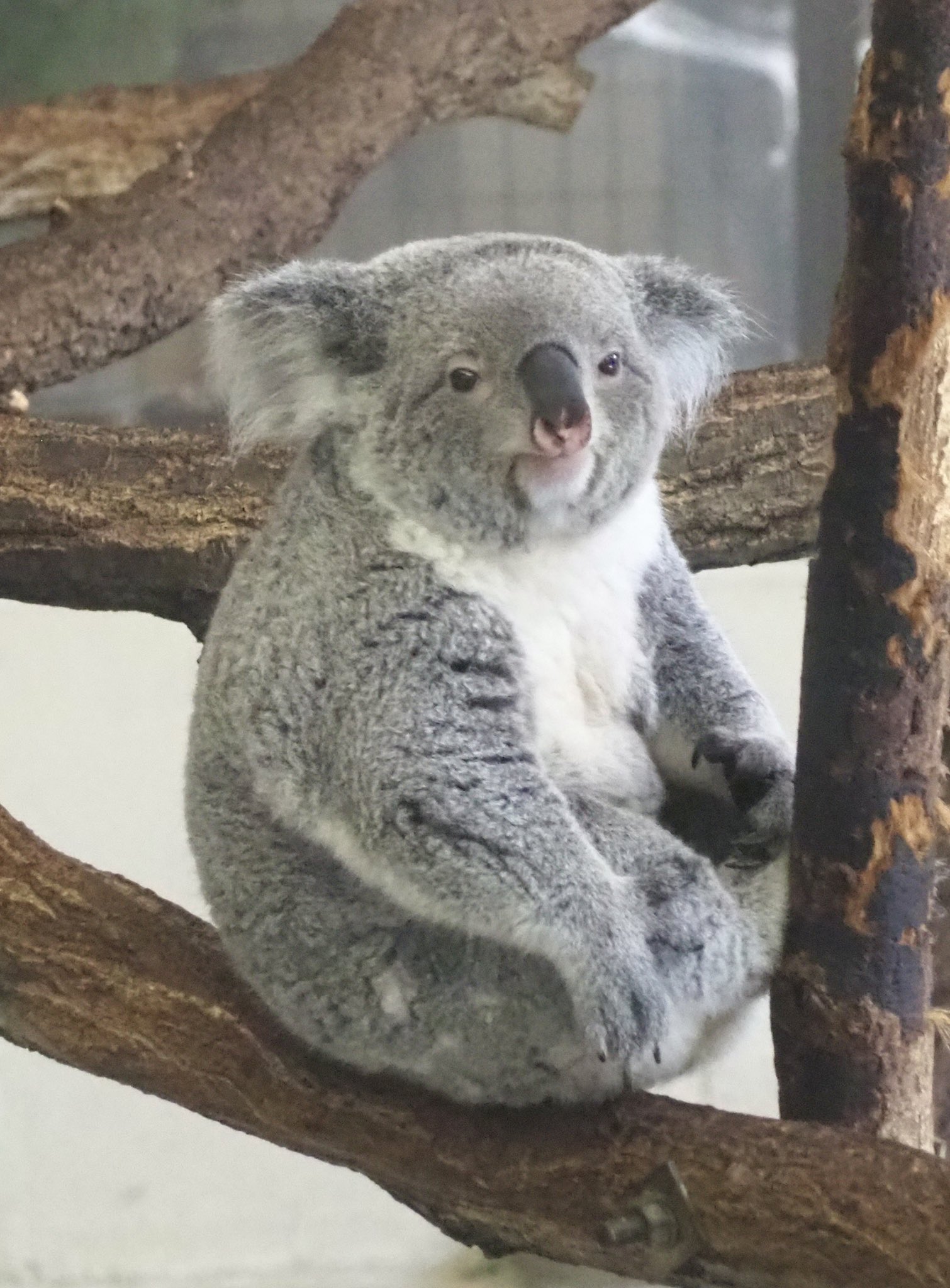 みっちゃんコアラ みらの🐨 on X: 