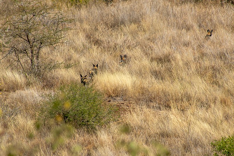 LewaConservancy's tweet image. It’s always an incredible moment to come across African wild dogs at Lewa. 

Also known as Cape hunting dogs or painted dogs, this #EndangeredSpecies according to the IUCN Red List, represents one of Africa’s most formidable hunters.

📸@SirJamesMuriiki  

#AfricanWildDogs #Lewa