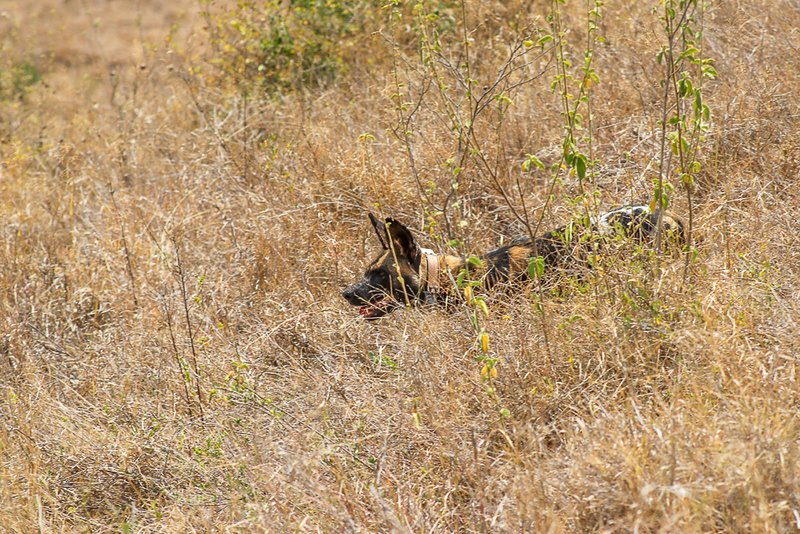 LewaConservancy's tweet image. It’s always an incredible moment to come across African wild dogs at Lewa. 

Also known as Cape hunting dogs or painted dogs, this #EndangeredSpecies according to the IUCN Red List, represents one of Africa’s most formidable hunters.

📸@SirJamesMuriiki  

#AfricanWildDogs #Lewa