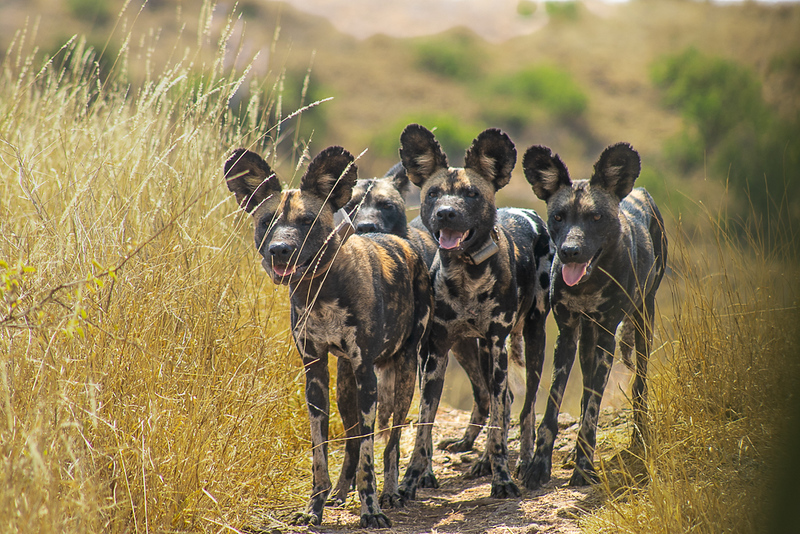 LewaConservancy's tweet image. It’s always an incredible moment to come across African wild dogs at Lewa. 

Also known as Cape hunting dogs or painted dogs, this #EndangeredSpecies according to the IUCN Red List, represents one of Africa’s most formidable hunters.

📸@SirJamesMuriiki  

#AfricanWildDogs #Lewa