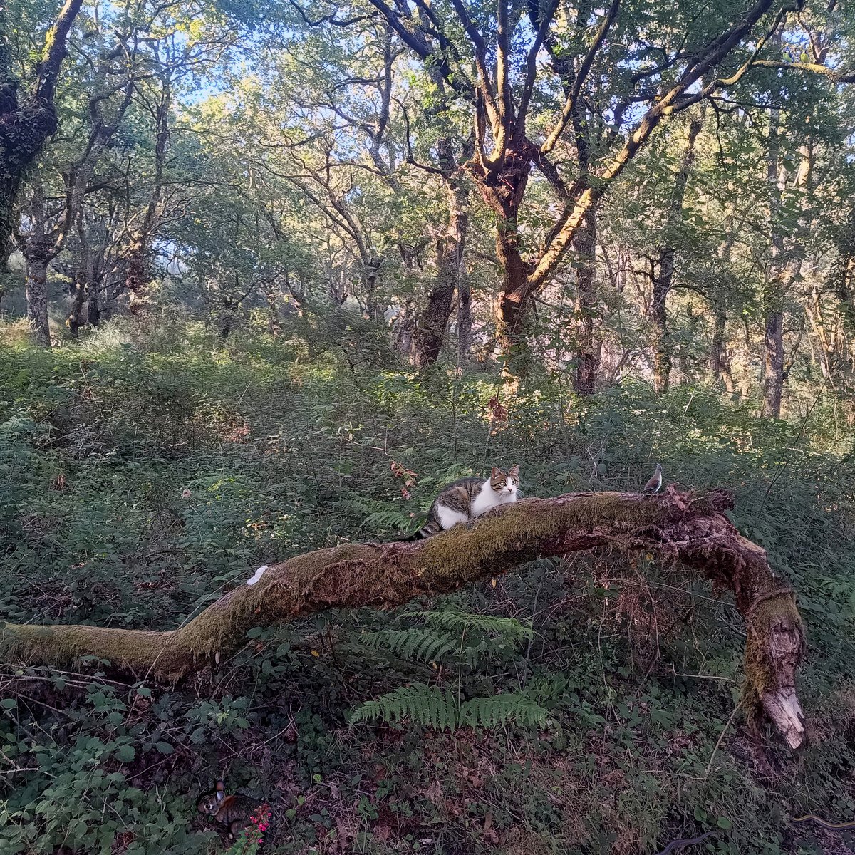 Pperezu_Po's tweet image. El otro día deotroplaneta @maltratadamente, puso una imagen muy bonita diciendo: "Solos tú, yo y la naturaleza"... Pero creo que no se ha fijado bien, porque yo veo que hay más de un invitado en la escena.