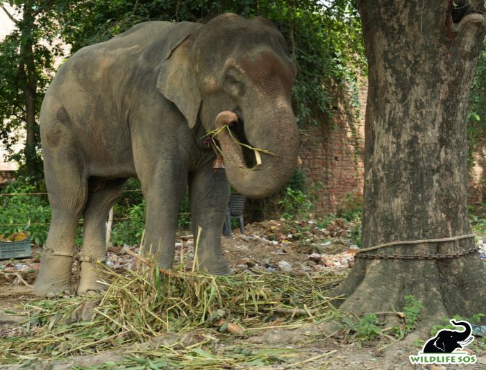 WildlifeSOS's tweet image. Our team has been on the ground, working patiently to rescue and comfort this beautiful bull elephant.
We’d like you to meet Hari — named after one of the many names of Lord Krishna. “Hari” means “remover” or “one who takes away,” and we hope it marks the beginning of his…