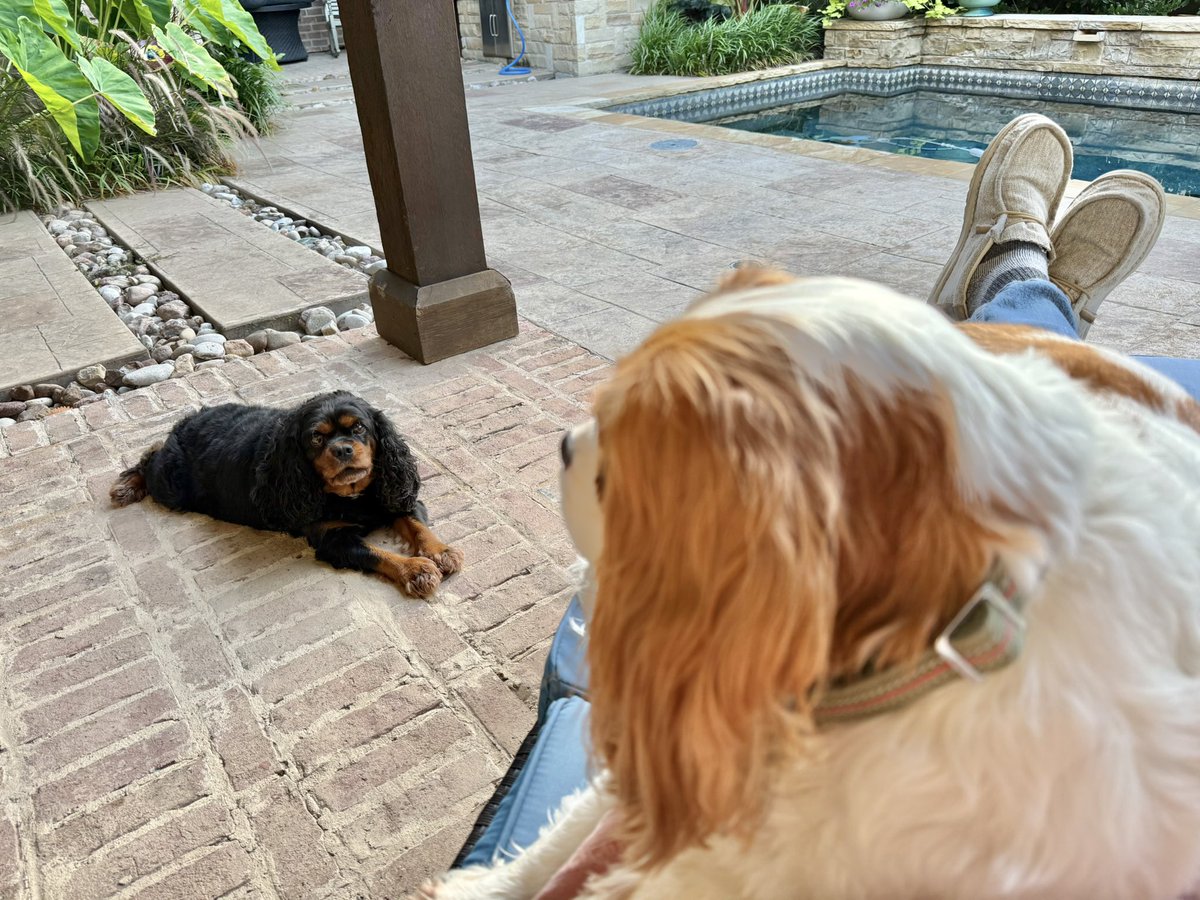 _Terry_Roden's tweet image. Bozo is a professional lap dog.