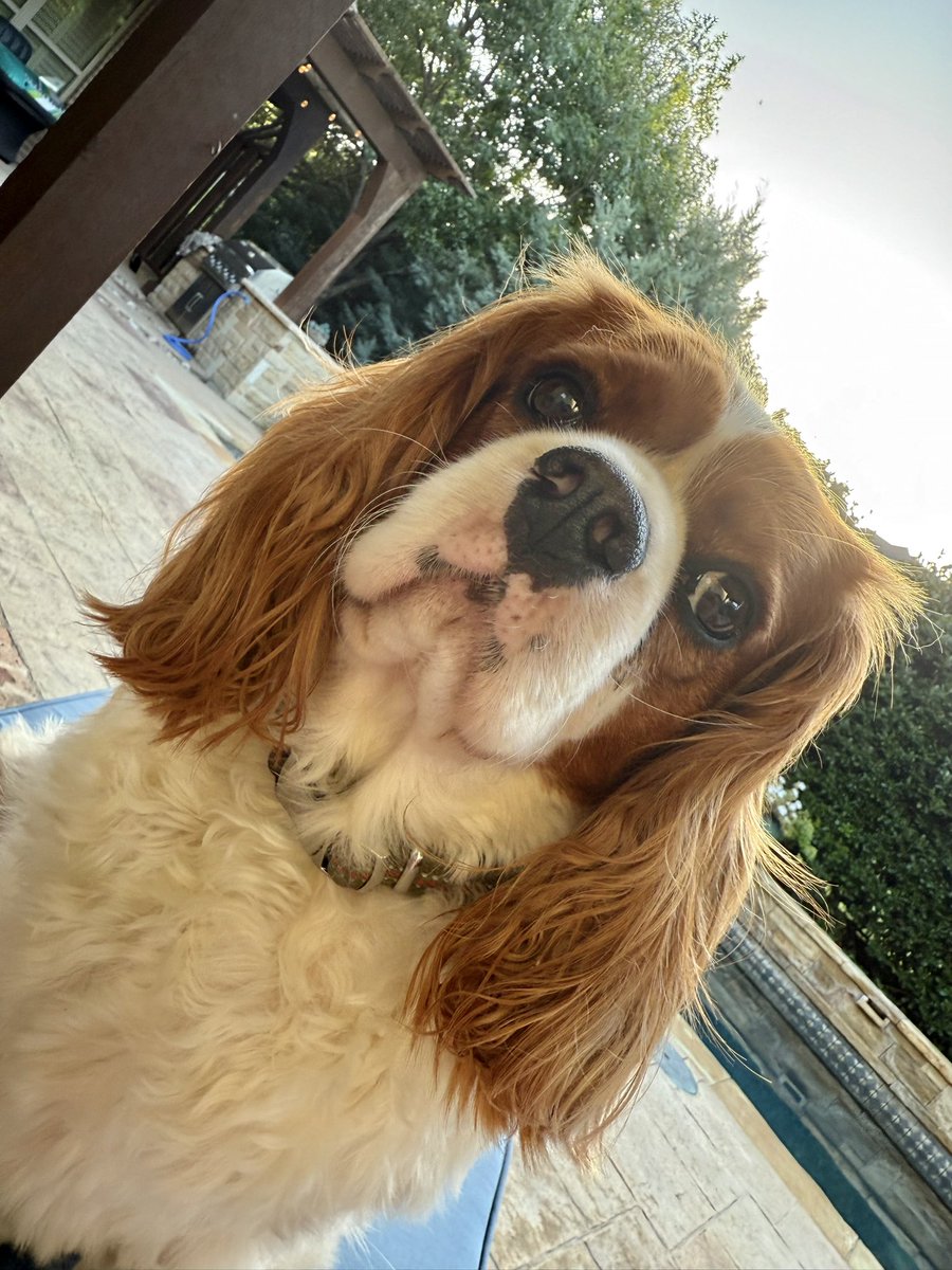 _Terry_Roden's tweet image. Bozo is a professional lap dog.
