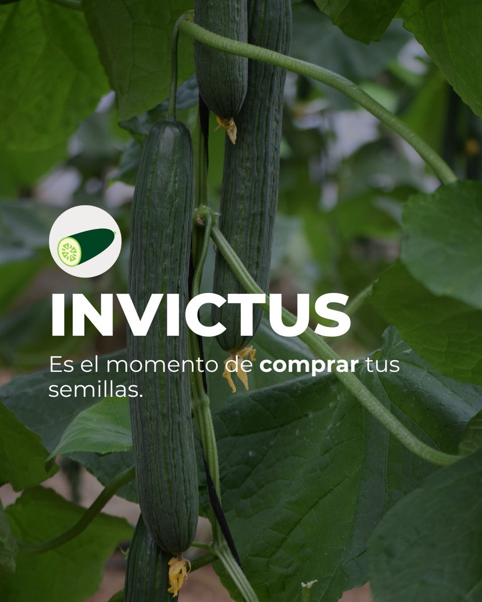 🥒 Invictus es producción continua, precocidad y frutos con excelente conservación.

Una variedad  de #pepino imparable para primavera y verano en Almería y Costa de Granada.

✅ Es el momento de comprar tus semillas.

#BayerSeminis #CultivaSeminis