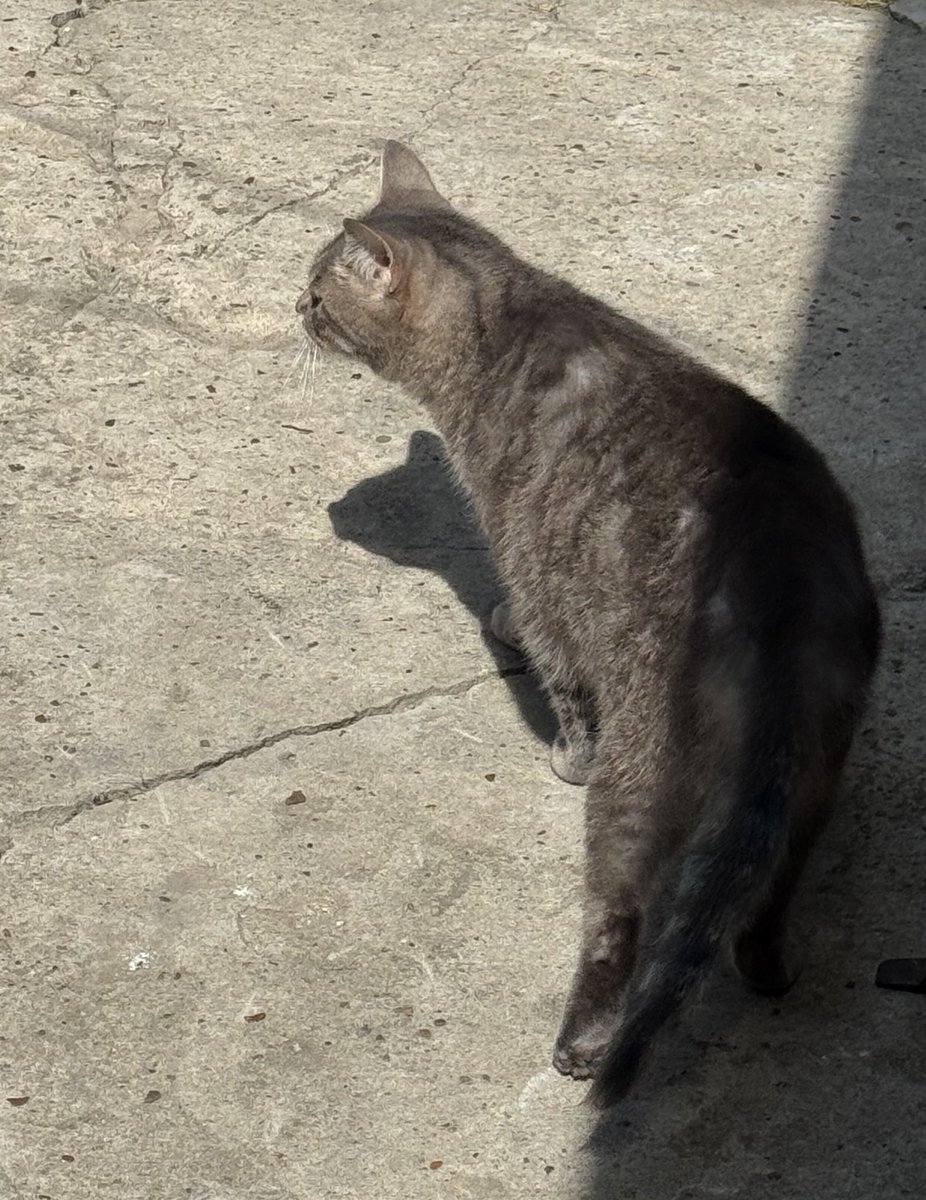 MacroMate8's tweet image. i fucking love cats

best animal hands down