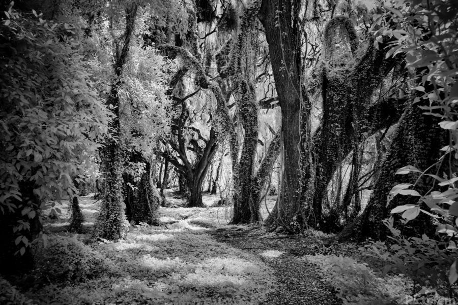 ImagesByJonEvan's tweet image. Black and White photography from Hawaii. #art #landscapephoto #naturelovers #artlovers #landscapelovers #photography #travel #vacation #hawaii #kauai #homedecor #wallart #art4sale Please refer to link for info and pricing buff.ly/4gadch2