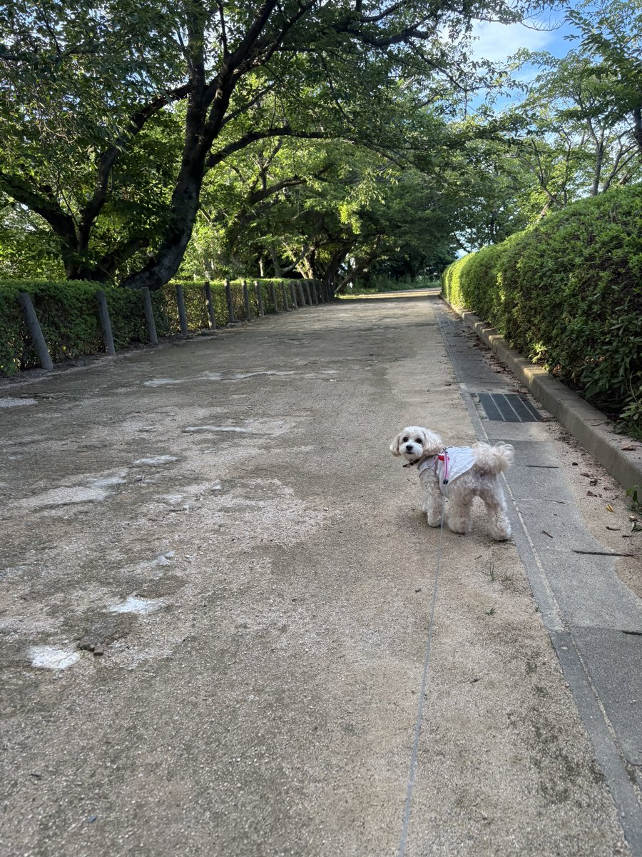 MinimumNana's tweet photo. 木陰は涼しいけど💦
毎日暑い🥵
夏のお散歩…時間、場所色々工夫しながらなーちゃんとお散歩楽しんでます♪夜ンポが多くなるけどね💦
お友達のみんなも夏バテ気をつけてね😊
今日もお疲れ様😊おやすみなさい😴 https://t.co/fpDRGzbRqe