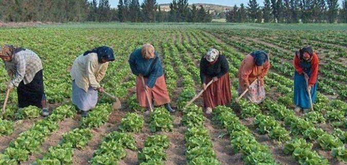 manel_sakhri's tweet image. 👩🌾 المرأة الريفية تنتج 80٪ من الغذاء في إفريقيا، وتشكّل 43٪ من اليد العاملة الزراعية بالدول النامية، لكنها الأقل تمثيلًا في القرارات البيئية
في مواجهة #التغير_المناخي، هي في الصفوف الأمامية، لكنها تُهمّش في السياسات.
تمكينها = عدالة مناخية وتنمية حقيقية.
#المراةالريفية