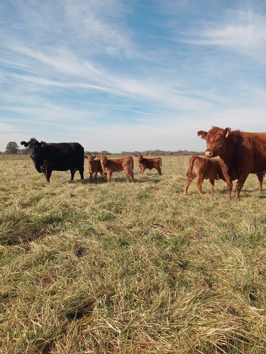 #MartesDeTerneros (del domingo, hoy no es un día fotográfico je).