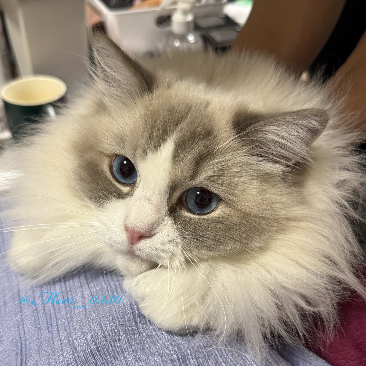 ちょこんとおててもまんまるおめめもきゃわいいぃねぇ〜！！

でも支えられてるからちょっと不満気

#ねこかわいいね #ラグドール