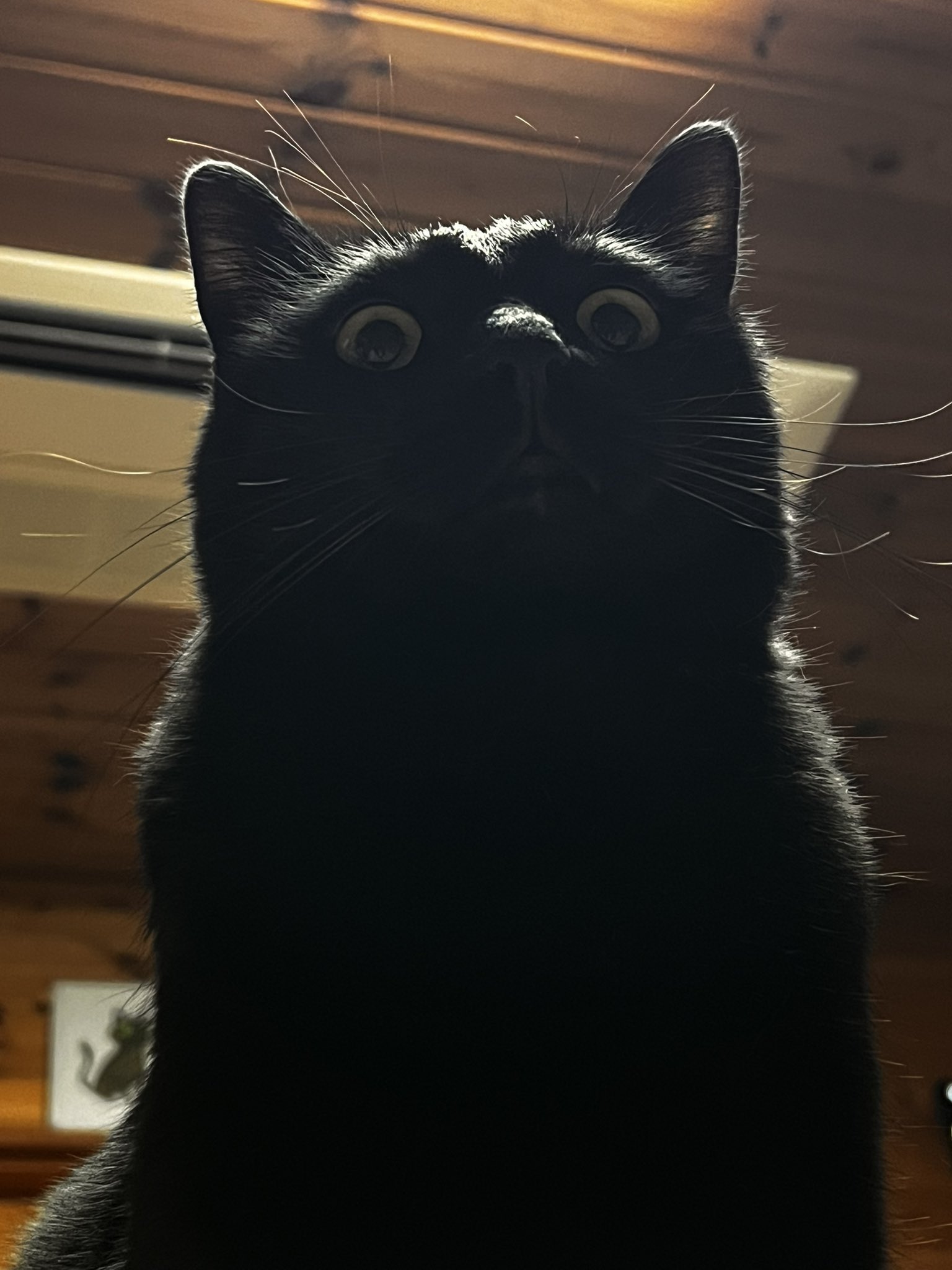 ねこ Amazon.co.jp: 猫窓パーチハンモック 木製&金属フレーム 屋内