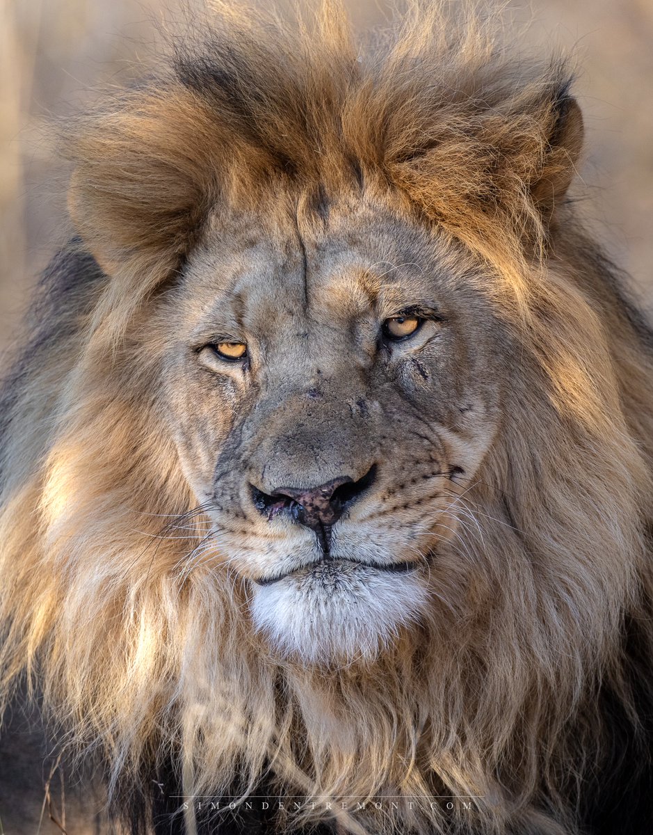 SMNK1972's tweet image. A very handsome King from Central Kalahari, Botswana. Credit to Simon d’Entremont Nature Photography
