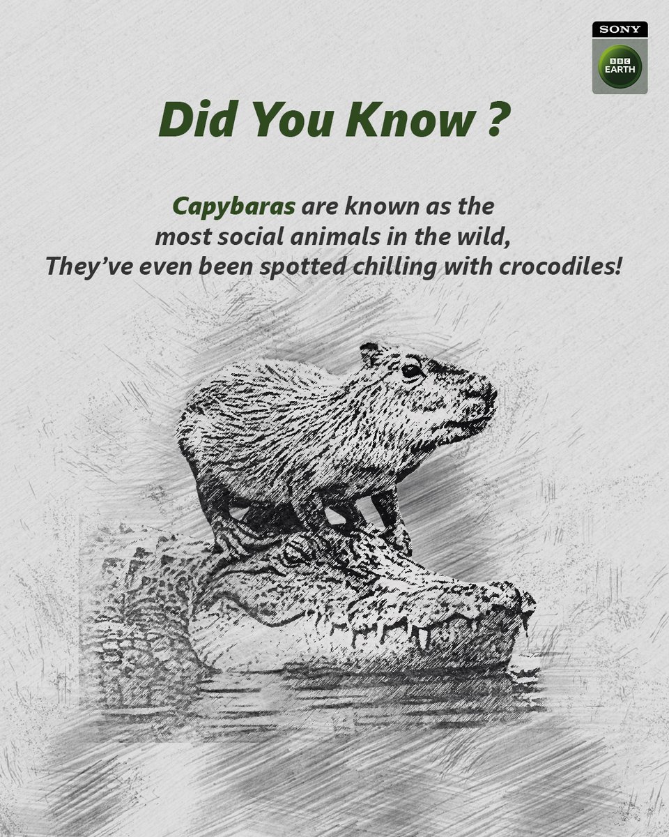 Laid-back, low-drama, and loved by all

#SBBCE #SonyBBCEarth #FeelAlive