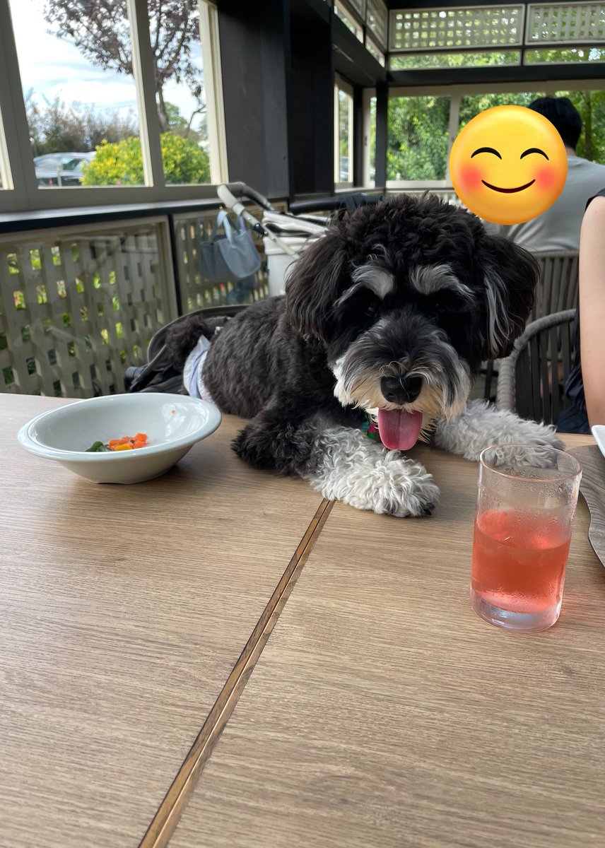 love_gohan_enji's tweet image. 初ドギーズアイランドで調子に乗ってる犬