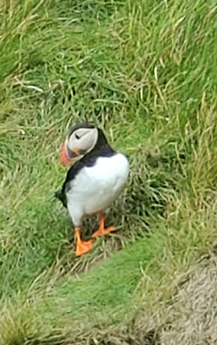 I was away for a couple of weeks in Europe. Did I miss anything? But seriously. I was in Edinburgh, Shetland, and Berlin. Great trip. Saw a lot of birds on Shetland, including puffins.
