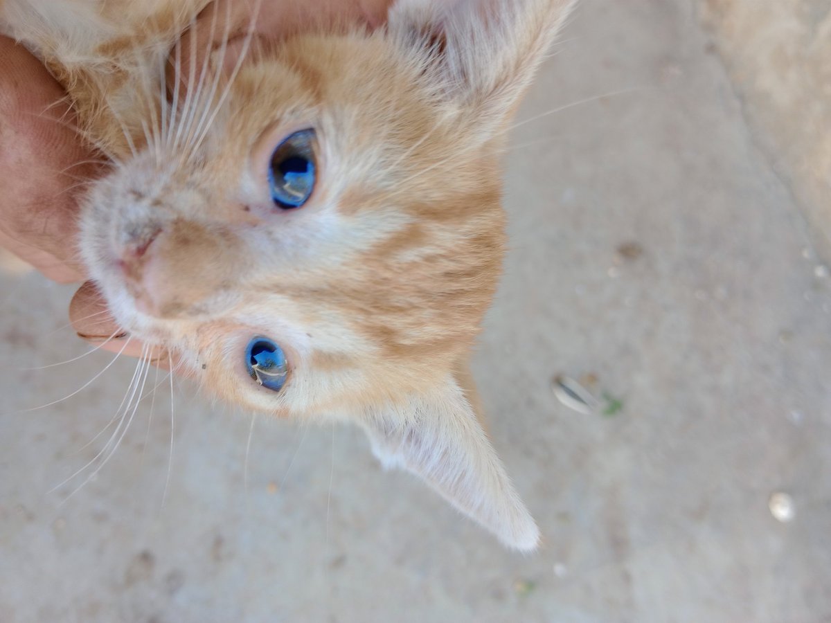 SSDRESCU's tweet image. Where is the world where you are not a conscience. Look at children who die from hunger. Please help and mercy with a small pledge for each food for each food Who can 🙏🙏🙏😭😭😭🆘🆘🆘🆘🆘🙏🙏🙏